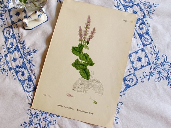 イギリスの植物画【アップルミント】1890年アンティーク印刷物 1枚目の画像