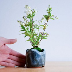 天沢さん(姫ウツギ)　小品盆栽　自作鉢 1枚目の画像