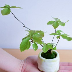 ❁どんぐりのなる木❁【自作鉢】ミニ盆栽 コナラ no.58 育てかた付き 1枚目の画像