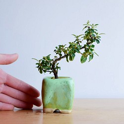 はづきさん(カマツカコケモモ)　ミニ盆栽　自作鉢 1枚目の画像