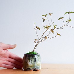 きりゅうさん(ヤマツツジ)　ミニ盆栽　自作鉢 1枚目の画像