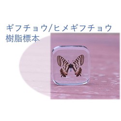 ギフチョウ ヒメギフチョウ 標本 樹脂標本 レジン 蝶 蝶の標本