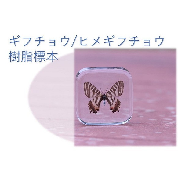 日本金縷梅 日本金縷梅標本 樹脂標本 樹脂蝴蝶 蝴蝶標本 水晶標本 第1張的照片