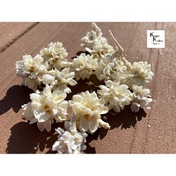 永生花花玉米15g“白”慶典花材乾花永生花花材 第1張的照片