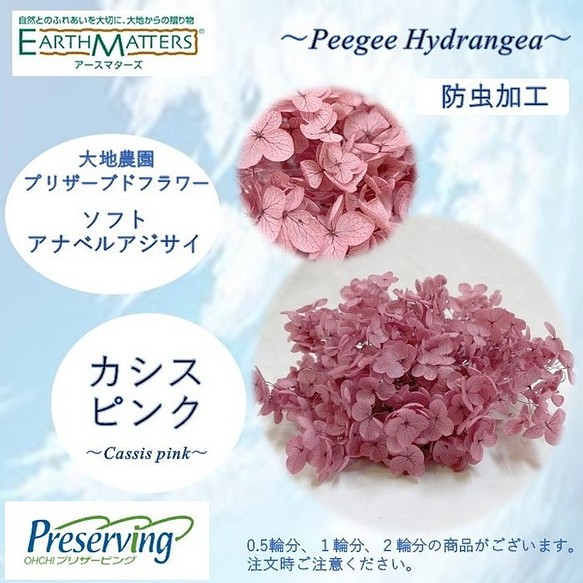 大地農園 プリザーブドフラワー 1輪分 アナベルアジサイ カシスピンク プリザ アジサイ 紫陽花 花材 ハーバリウ その他素材 透明標本作家 パク 通販 Creema クリーマ ハンドメイド 手作り クラフト作品の販売サイト