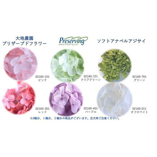 Earth Farm 永生花繡球anabel 全6 色1 輪soft Anabel 繡球花材料herbarium Hy 其他素材透明標本作家パク的作品 Creemaー來自日本的手作 設計購物網站