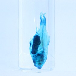 透明標本金魚/昆蟲植物樣本室內甘油瓶子透明清晰骨架樹脂的樹脂 第1張的照片