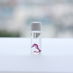 透明標本　タツノオトシゴ　/植物　標本　インテリア　雑貨　グリセリン　瓶　透明　クリア　スケルトン　樹脂　レジン 1枚目の画像