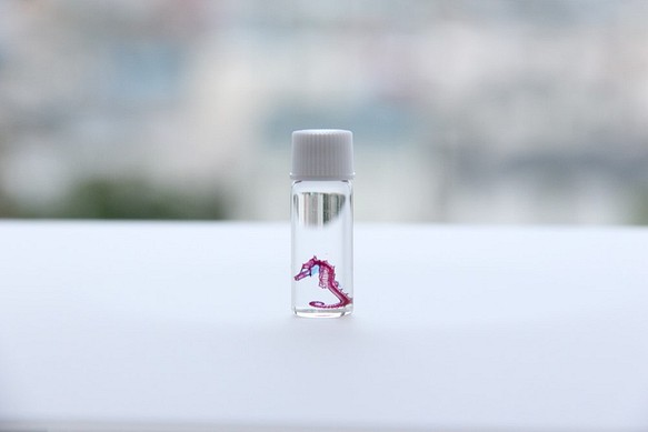 透明標本　タツノオトシゴ　/植物　標本　インテリア　雑貨　グリセリン　瓶　透明　クリア　スケルトン　樹脂　レジン 1枚目の画像