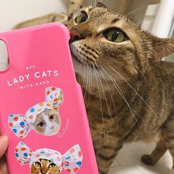 iPhoneケース 猫 1枚目の画像