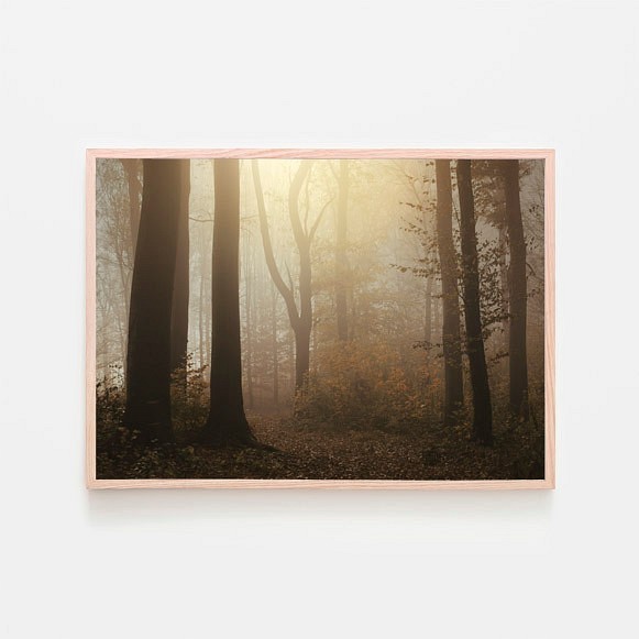 森の中の朝の陽射し / アートポスター 風景写真 forest 霧 黄葉 枯れ葉 落葉 落ち葉 横長 白黒 カラー 1枚目の画像