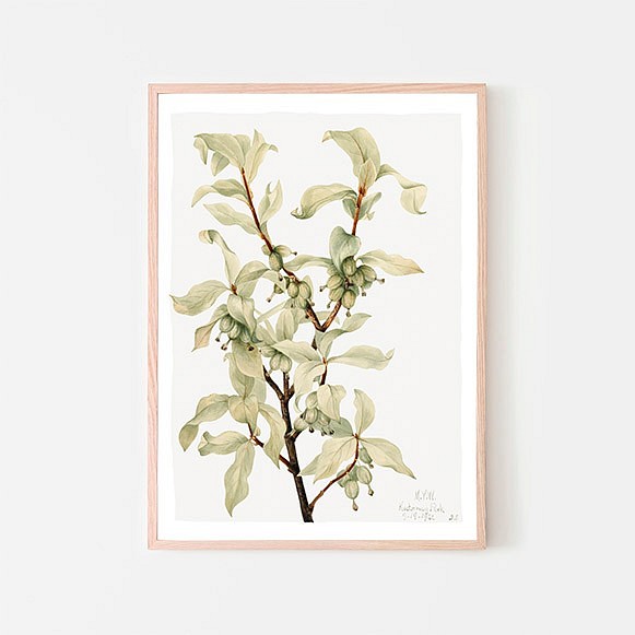 グミ / アートポスター イラスト ミニマル 植物 グリーン アートプリント 2L〜 1枚目の画像