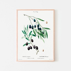 オリーブ / アートポスター イラスト ミニマル 植物 果物 フルーツ 夏 グリーン アートプリント 2L〜 1枚目の画像