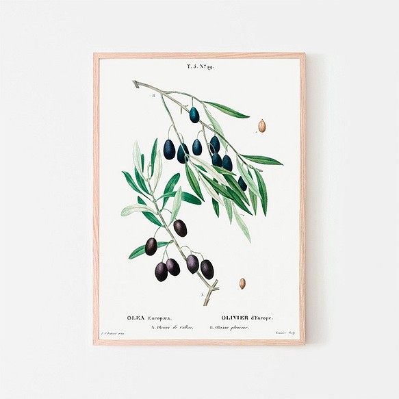 オリーブ / アートポスター イラスト ミニマル 植物 果物 フルーツ 夏 グリーン アートプリント 2L〜 1枚目の画像