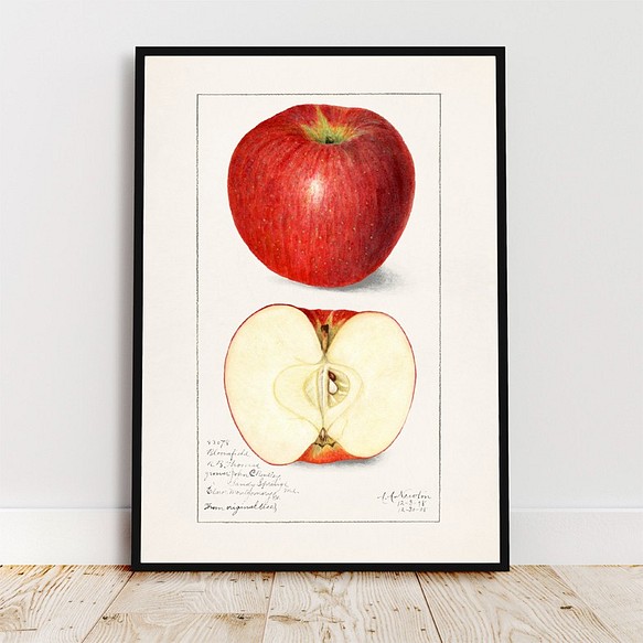 アップル / アートポスター イラスト ミニマル 果物 フルーツ レッド 赤 アートプリント 2L〜 1枚目の画像