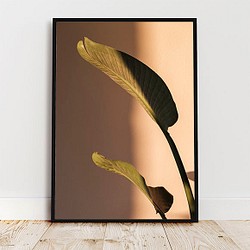 オーガスタの葉と影 / アートポスター 写真 ミニマル ベージュトーン 植物 カラー 白黒 縦長 1枚目の画像