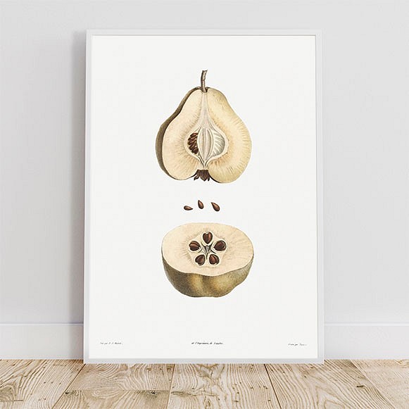 洋ナシの断面 ポスター 写真 ミニマル クリエイティブ ラフランス 果実 種 アートプリント 果物 豊富なギフト 断面 イラスト