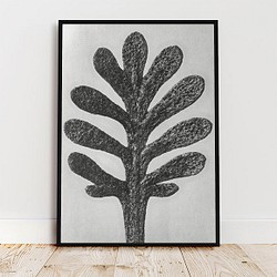 アキレアウンベラータの葉 / アートポスター 写真 拡大写真 アートプリント 2L～ 植物 アップ 白黒 モノクロ 1枚目の画像