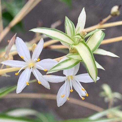 数量限定 観葉植物 ナカフヒロハオリヅルラン 中斑広葉折鶴蘭 抜き苗 １苗 フラワー リース Jt Dreams 通販 Creema クリーマ ハンドメイド 手作り クラフト作品の販売サイト