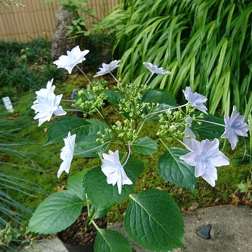 額紫陽花 ガクアジサイ お得セット 2種類 隅田の花火 斑入り額紫陽花 約cm その他インテリア雑貨 雑木の庭の苗木と草花ショップ ぞう木りん 通販 Creema クリーマ ハンドメイド 手作り クラフト作品の販売サイト