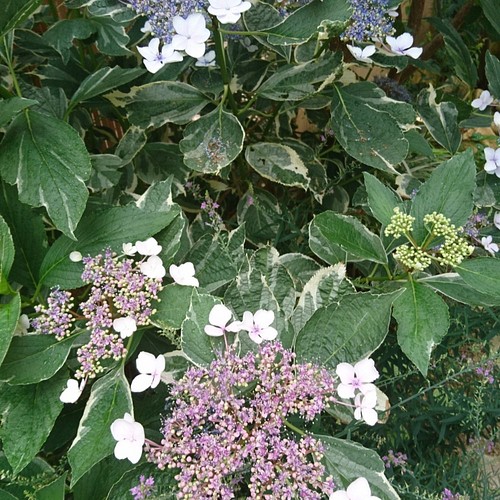 斑入り額紫陽花 フイリガクアジサイ 苗木 約15 白い縁取りのある明るい葉を持つ紫陽花です その他インテリア雑貨 雑木の苗と草花ショップ ぞう木りん 通販 Creema クリーマ ハンドメイド 手作り クラフト作品の販売サイト