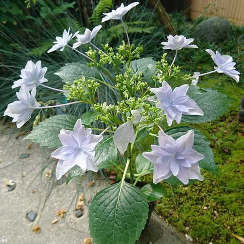 隅田の花火 ガクアジサイ 約25 40cm 日本の淡い薄紫色の八重の額が咲く紫陽花です その他インテリア雑貨 雑木の庭の苗木と草花ショップ ぞう木りん 通販 Creema クリーマ ハンドメイド 手作り クラフト作品の販売サイト