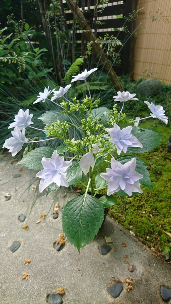 隅田の花火 ガクアジサイ 約25 40cm 日本の淡い薄紫色の八重の