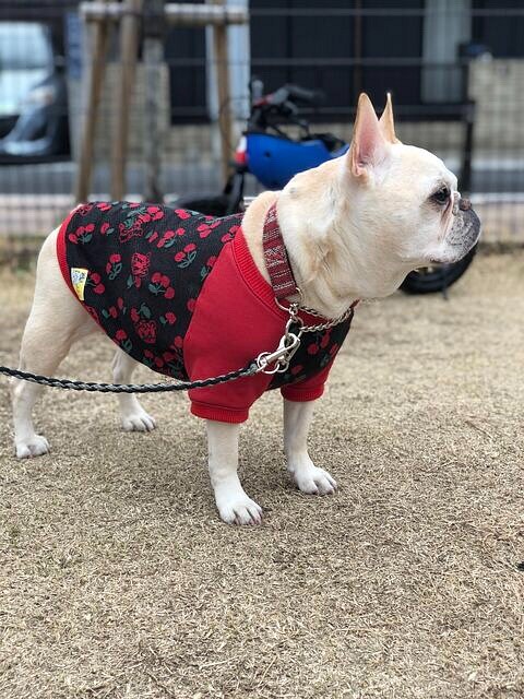 新作犬服オーダー 昭和レトロパンダ さくらんぼtシャツ赤黒 チェリーりす中型犬小型犬フレブル服パグ服フレンチブルドッ ペット服 アクセサリー ぷちぷら 犬の服屋さんa K 通販 Creema クリーマ ハンドメイド 手作り クラフト作品の販売サイト