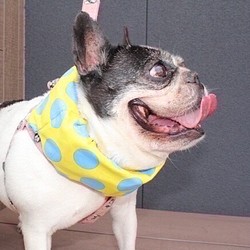中暑對策★酷脖子甜甜圈大點黃色法國鬥牛犬高貴的哈巴狗中型狗 第1張的照片