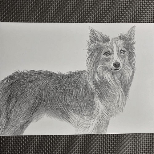 犬の鉛筆画 ボーダーコリー イラスト Yukana Bell 通販 Creema クリーマ ハンドメイド 手作り クラフト作品の販売サイト