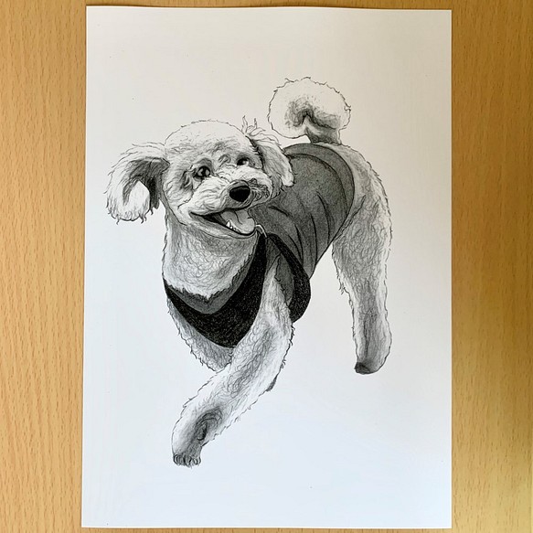 犬の鉛筆画（トイ・プードル）