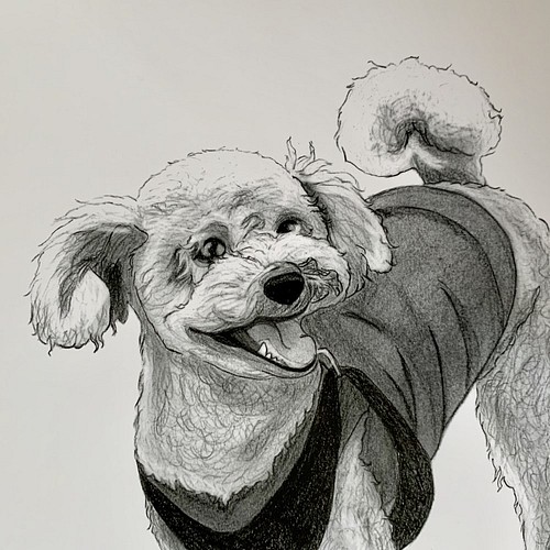 犬の鉛筆画（トイ・プードル） イラスト yukana-bell 通販｜Creema