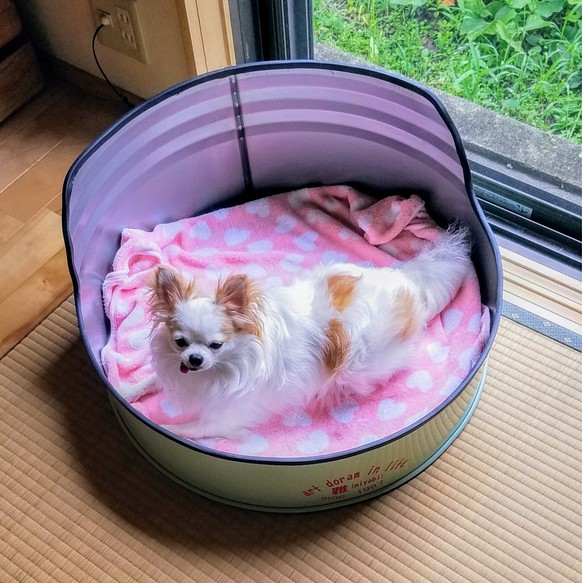 丸い犬用ベッド探していました！小型犬がより可愛映えするドラム缶のドッグベッド 1枚目の画像