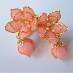 淡いピンクの桃の花 1枚目の画像