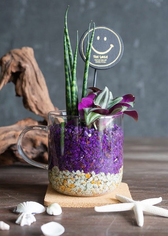 【カフェテラリウム】ガラスのマグカップタイプ Happy Smail 観葉植物 おまかせでチョイス カラフルなゼオライト 1枚目の画像