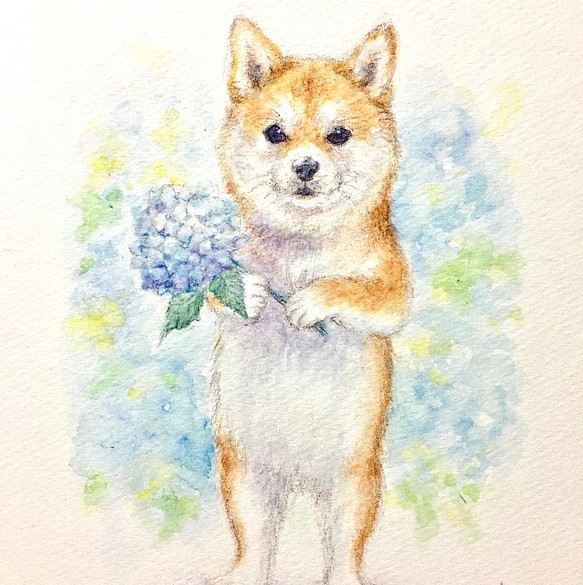 水彩色鉛筆画 犬⑦ 柴犬 - 絵画