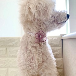"名入れ可能" オーガンジーフラワー パール 首輪 可愛い 犬 猫 ペット ピンク 1枚目の画像