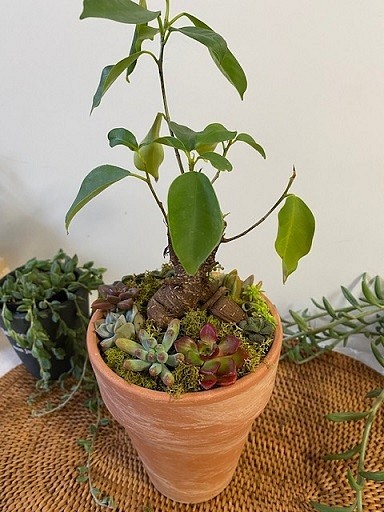 ガジュマル 多肉植物寄せ植え テーブルインテリア フラワー リース Tohko Garden 通販 Creema クリーマ ハンドメイド 手作り クラフト作品の販売サイト