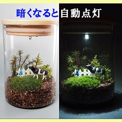 苔テラリウム 手作りキッド一式 Led自動照明 ソーラーパネル フラワー リース 工房 津軽moss 通販 Creema クリーマ ハンドメイド 手作り クラフト作品の販売サイト