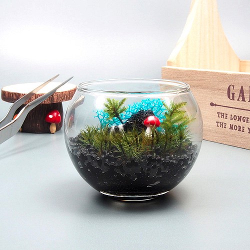 苔テラリウム 手作りキット一式 金魚鉢小 フラワー リース 工房 津軽moss 通販 Creema クリーマ ハンドメイド 手作り クラフト作品の販売サイト