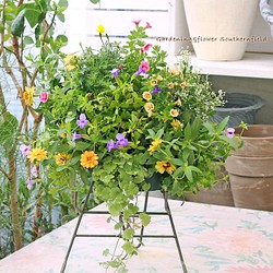 送料無料 現品販売 寄せ植え よく咲く夏の花 トレニア カタリーナ ジニア サーモン ハンギングバスケット フラワー リース Lavenderherb 通販 Creema クリーマ ハンドメイド 手作り クラフト作品の販売サイト