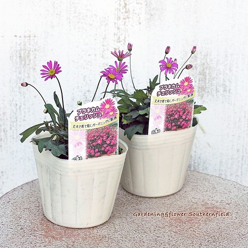 花苗 ブラキカム チェリッシュ 3号ポット ２苗セット 四季咲き 多年草 花壇 フラワー リース Lavenderherb 通販 Creema クリーマ ハンドメイド 手作り クラフト作品の販売サイト