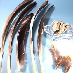【浄化】スマッジングファン（フェザー）（ワンド）用　材料　羽根類8点＆ホワイトセージ3ｇ 1枚目の画像