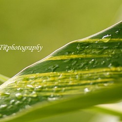 【Hawaiian Ginger】ハワイの写真　南の島　南国　植物写真　緑　プランツ　グリーン　風景写真　マットフレーム 1枚目の画像