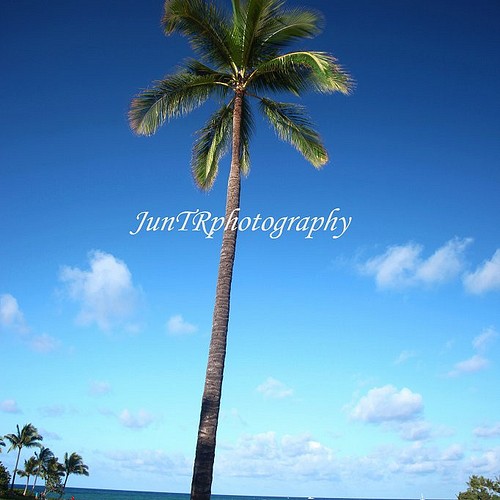 Palm Day ハワイ写真 青い海 青空 パームツリー ビーチ ヤシの木 南の島 南国 風景写真 マットフレーム 写真 グラフィック Juntrphotography 通販 Creema クリーマ ハンドメイド 手作り クラフト作品の販売サイト