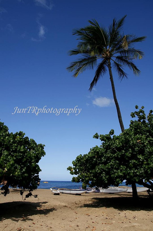 Hawaiian Canoe】ハワイ写真 オーシャン ビーチ 青い海 ヤシの木 南の ...
