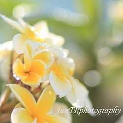 Plumeria Fantasy】ハワイ写真 黄プルメリア フラの花 南の島 南国