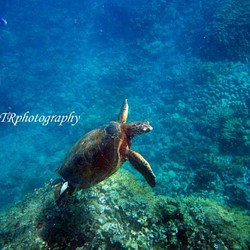 【Swim with Turtle】ハワイ写真　ウミガメ　オーシャン　ビーチ　青い海　南の島　風景写真　マットフレーム 1枚目の画像