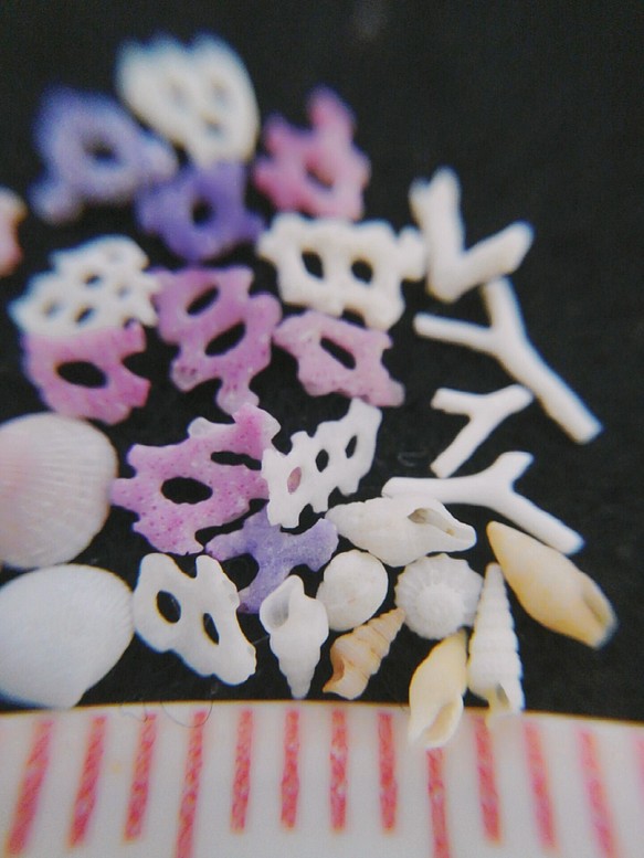 琉球　　初めてのﾐﾆﾐﾆ貝殻　　海小花 1枚目の画像
