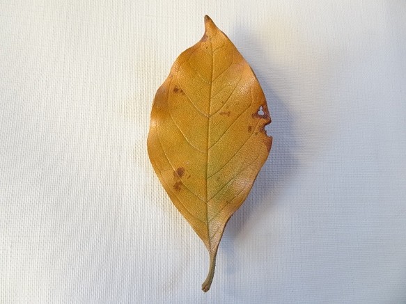 葉っぱのブローチ　M 1枚目の画像